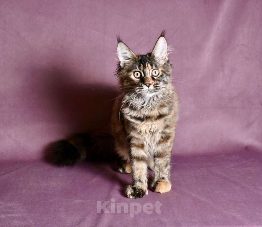 Кошки в Саратове: Мейн Кун Девочка, 50 000 руб. - фото 10