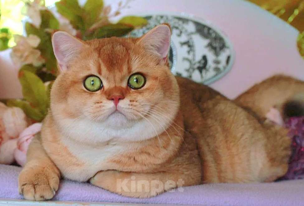 Кошки в Москве: Шотландская прямоухий котик Мальчик, 25 000 руб. - фото 2