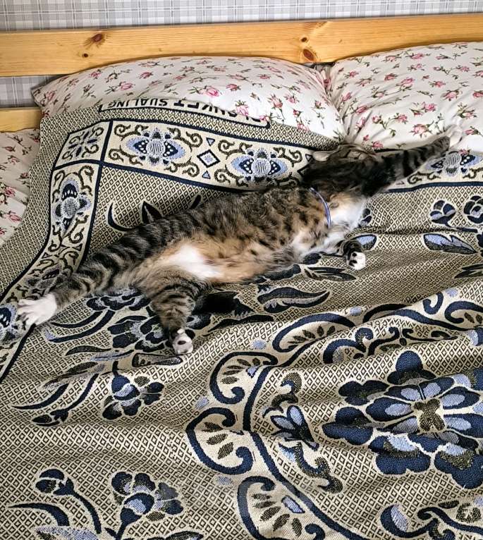 Кошки в Евпатории: Потерялся кот Тигрик Мальчик, 5 000 руб. - фото 2