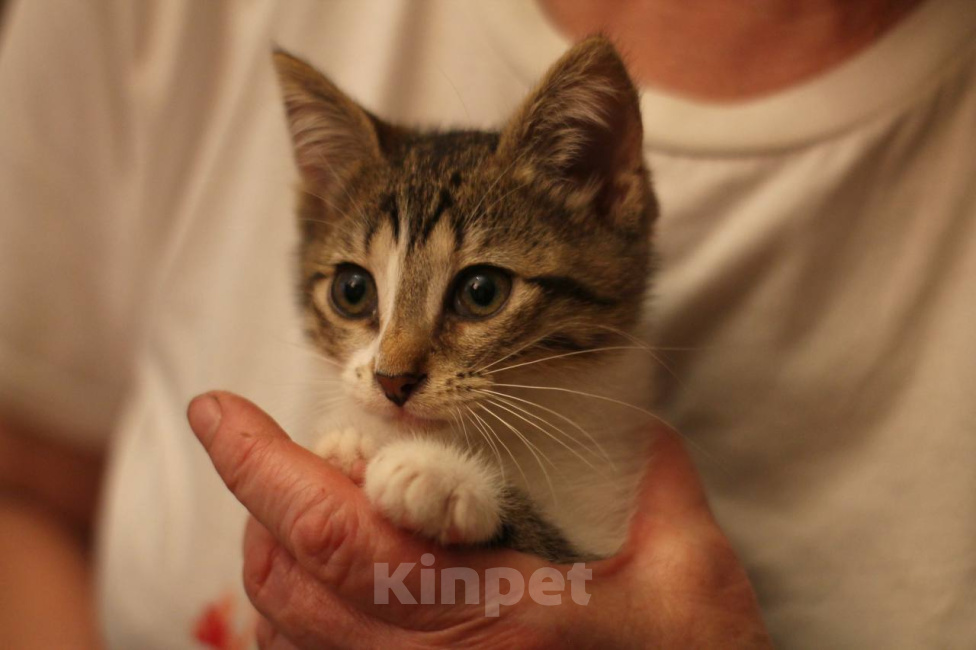 Кошки в Москве: Котенок Мия ищет дом Девочка, Бесплатно - фото 2