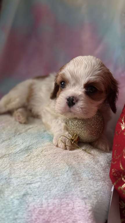 Собаки в Москве: Кавалер Кинг Чарльз спаниель мальчик и девочка Мальчик, 50 000 руб. - фото 5