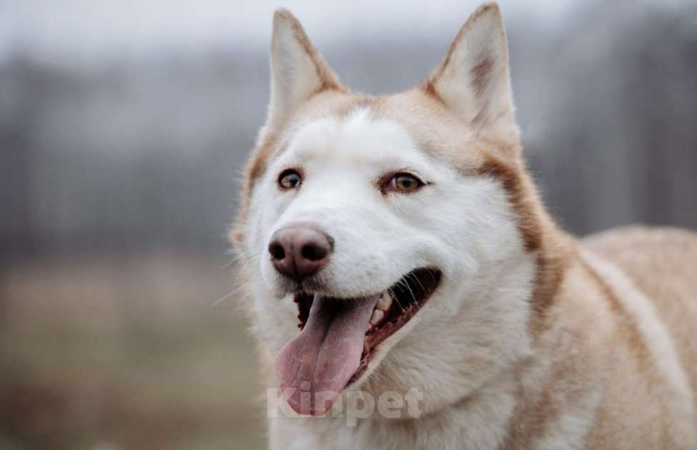 Собаки в Домодедово: В ДОБРЫЕ РУКИ  Девочка, Бесплатно - фото 4