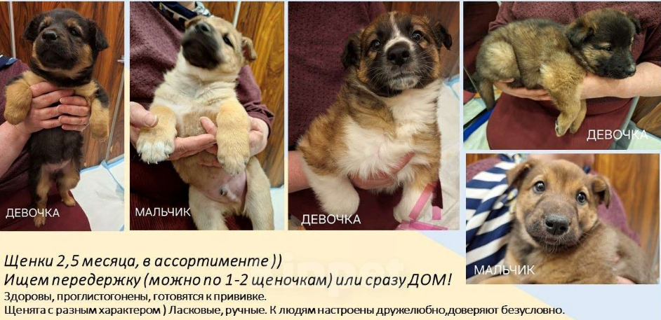 Собаки в Химках: Маленькие пушистые комочки счастья ищут свой дом! Разнополые, Бесплатно - фото 1