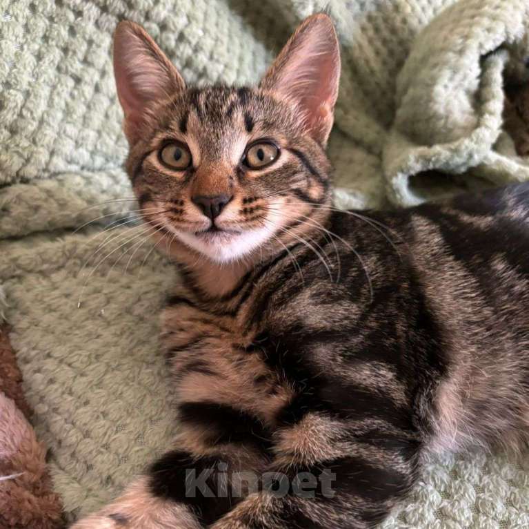 Кошки в Москве: Чип, заколдованный котенок. Несмотря на все старания, его в упор не замечают Мальчик, Бесплатно - фото 2