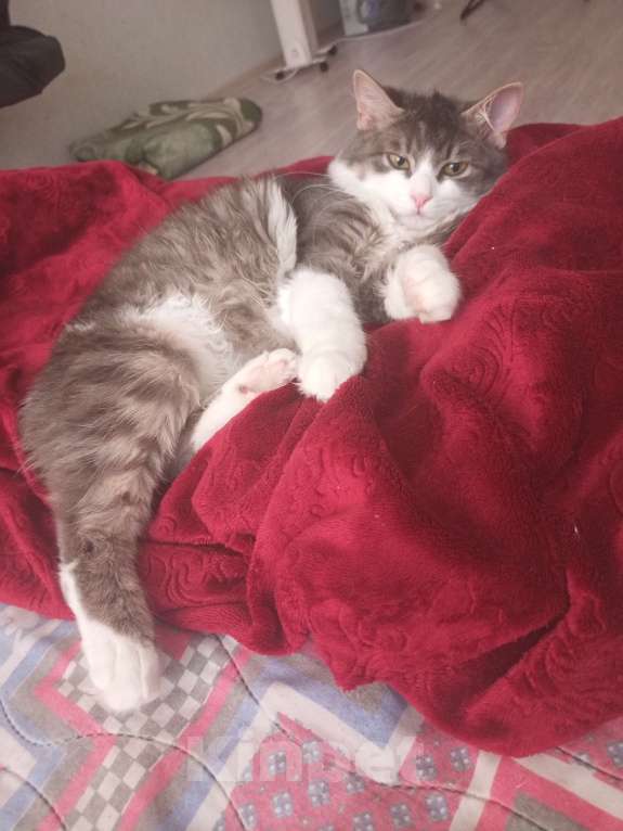 Кошки в Ростове-на-Дону: Продаю кота Мальчик, 5 000 руб. - фото 3