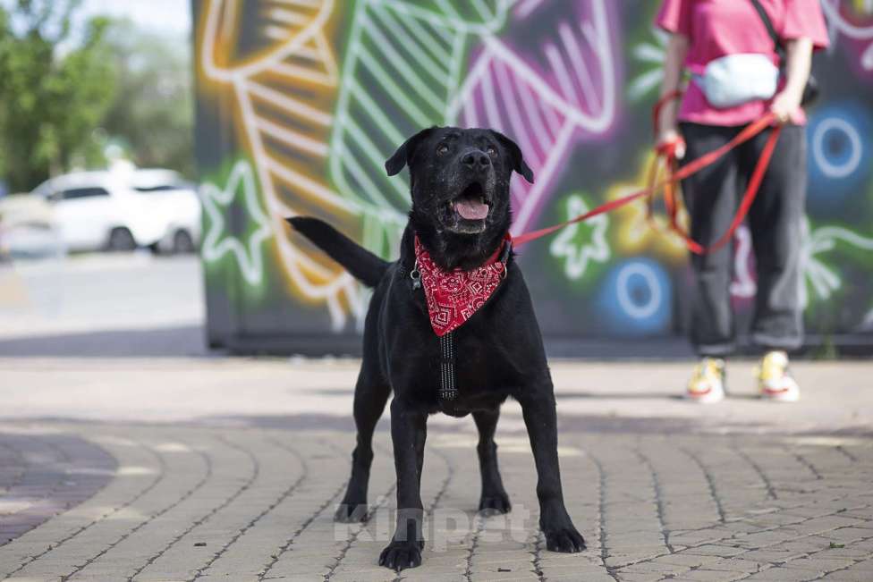 Собаки в Москве: Компаньон  Мальчик, Бесплатно - фото 3