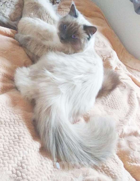 Кошки в Краснодаре: Невская маскарадная котенок продам Мальчик, 27 000 руб. - фото 7