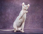 Кошки в Самаре: Котёнок Умка Мальчик, Бесплатно - фото 6
