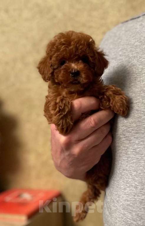 Собаки в Москве: Малыши той пуделя Девочка, 95 000 руб. - фото 1