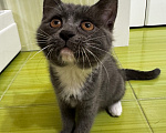 Кошки в Москве: Котенок в добрые руки Девочка, Бесплатно - фото 2