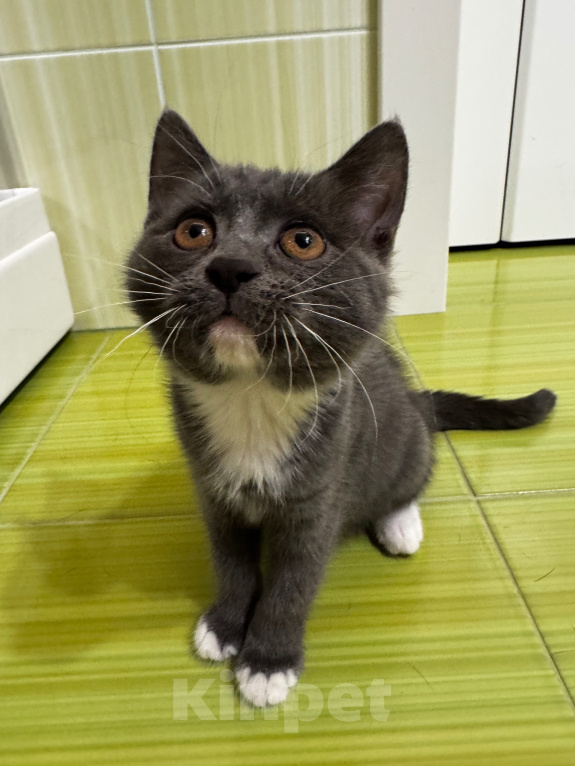 Кошки в Москве: Котенок в добрые руки Девочка, Бесплатно - фото 2