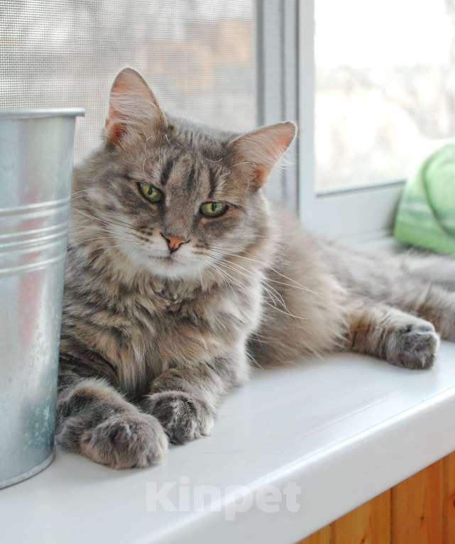 Кошки в Москве: Николь ищет дом!!! Девочка, Бесплатно - фото 2