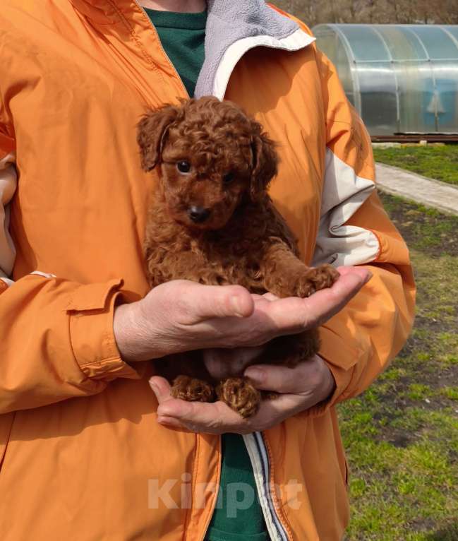 Собаки в других городах Липецкой области: Очаровательный Винни Пух Мальчик, 100 000 руб. - фото 2