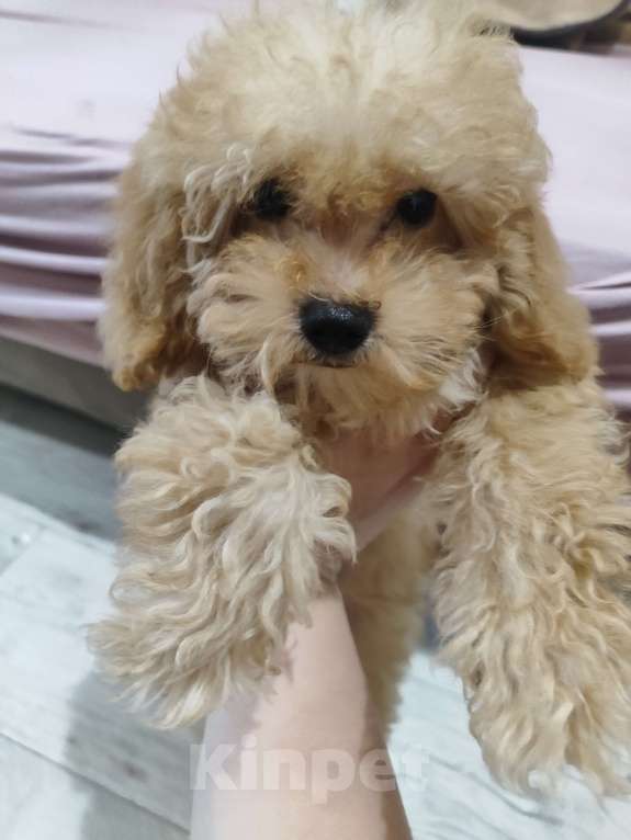 Собаки в Липецке: щенок той пудель Мальчик, 55 000 руб. - фото 1