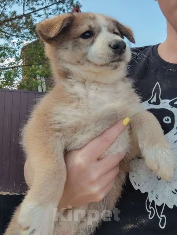 Собаки в других городах Московской области: Пупырка Девочка, Бесплатно - фото 2