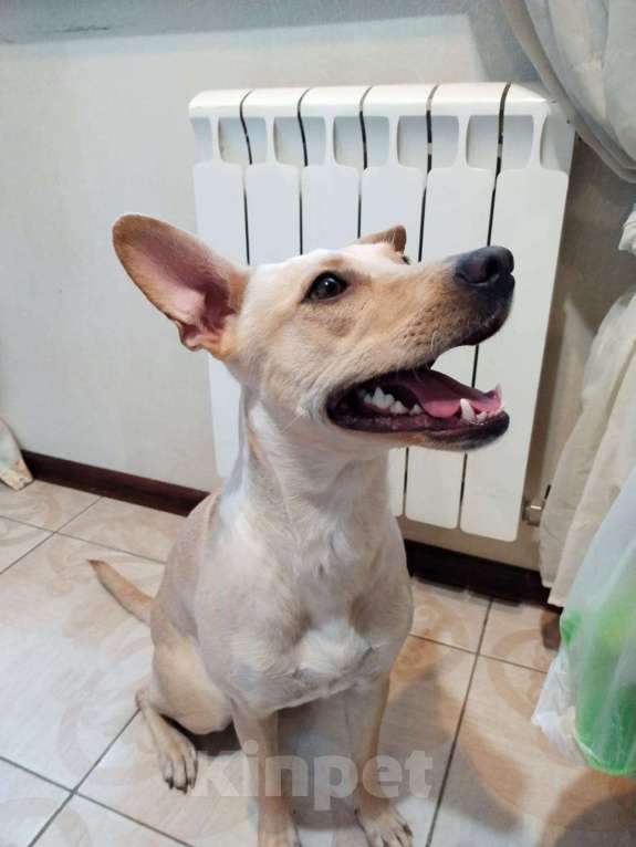 Собаки в Москве: Лада собака мечта, отличное поведение дома и на улице. Девочка, 1 руб. - фото 2