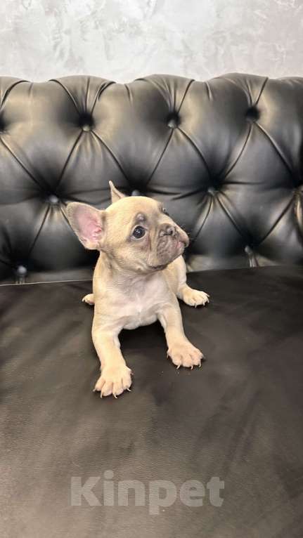 Собаки в Иркутске: Лекс Лагерфельд Мальчик, 60 000 руб. - фото 6