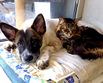 Собаки в Химках: Щенок метис Малинуа ищет дом Девочка, Бесплатно - фото 3