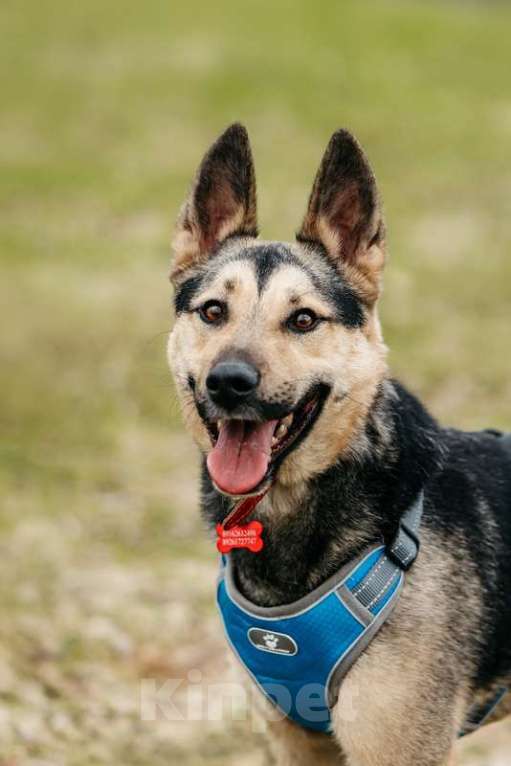 Собаки в Москве: Золотой пёс Джеф — Ри в добрые руки Мальчик, 1 руб. - фото 2