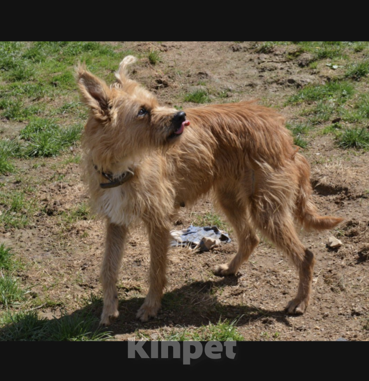 Собаки в Москве: Матильда Девочка, Бесплатно - фото 3