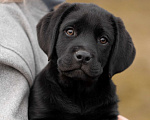 Собаки в Санкт-Петербурге: Щенок Лабрадора девочка  Девочка, 90 000 руб. - фото 1