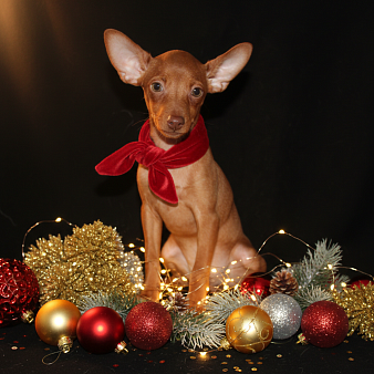 Продаются щенки пражского крысарика