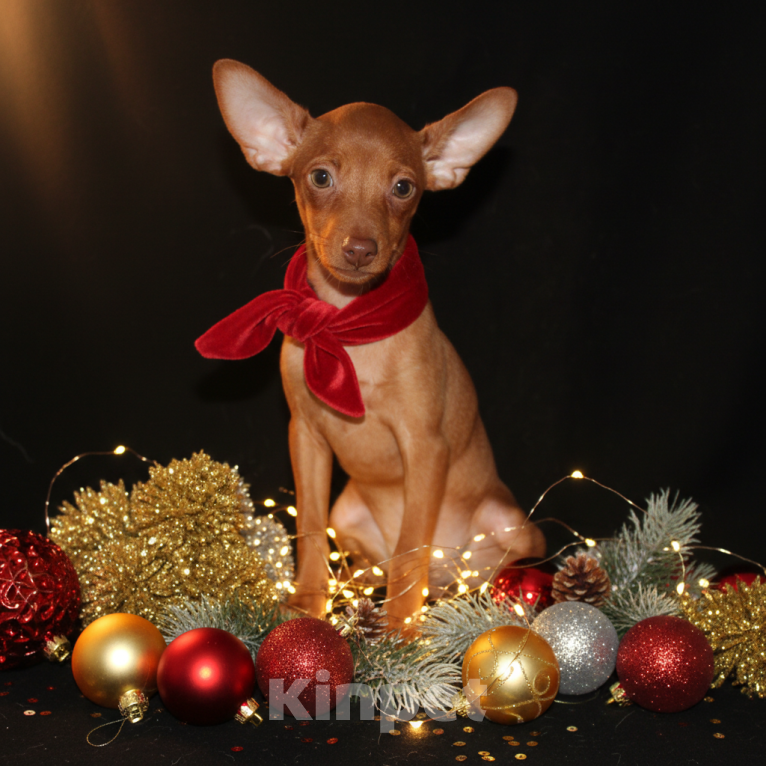 Собаки в Москве: Продаются щенки пражского крысарика Мальчик, Бесплатно - фото 1