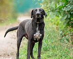 Собаки в Домодедово: Кай. Ему без человека никак. Удивительно человечный и мудрый мальчик в поисках своей семьи Мальчик, Бесплатно - фото 4