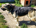 Собаки в Протвино: Отдам в добрые руки умную собаку., 1 руб. - фото 2