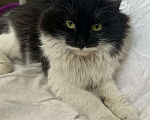 Кошки в Москве: Пушистая Марфуша Девочка, Бесплатно - фото 2