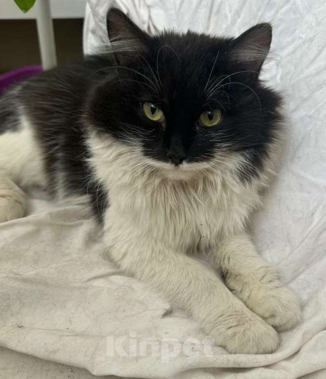 Кошки в Москве: Пушистая Марфуша Девочка, Бесплатно - фото 2