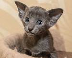 Кошки в Ростове-на-Дону: Ориентальная кошечка Девочка, 20 000 руб. - фото 6