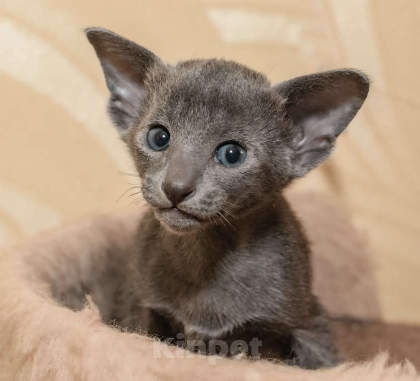 Кошки в Ростове-на-Дону: Ориентальная кошечка Девочка, 20 000 руб. - фото 6