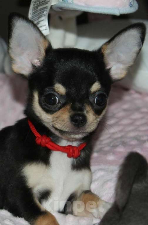 Собаки в Санкт-Петербурге: Шикарная, породная брюнетка Девочка, 120 000 руб. - фото 1