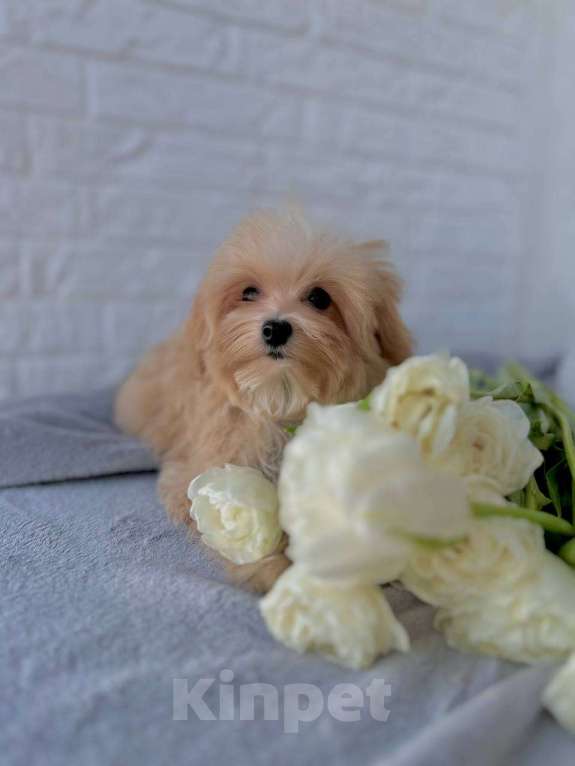 Собаки в Калининграде: Мальтипу девочка мини Девочка, 80 000 руб. - фото 6