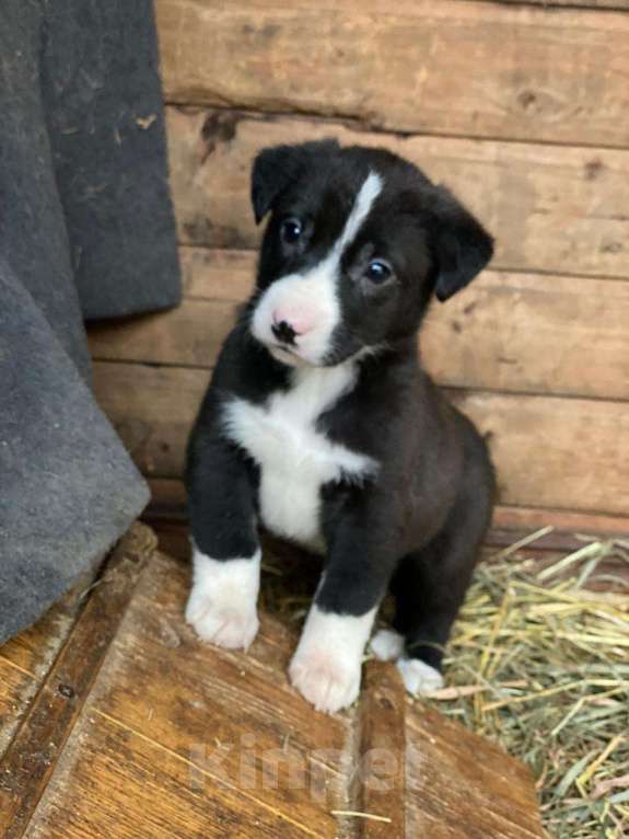 Кошки в Москве: Очаровательные малышки - сестрёнки  ищут дом! Девочка, Бесплатно - фото 6