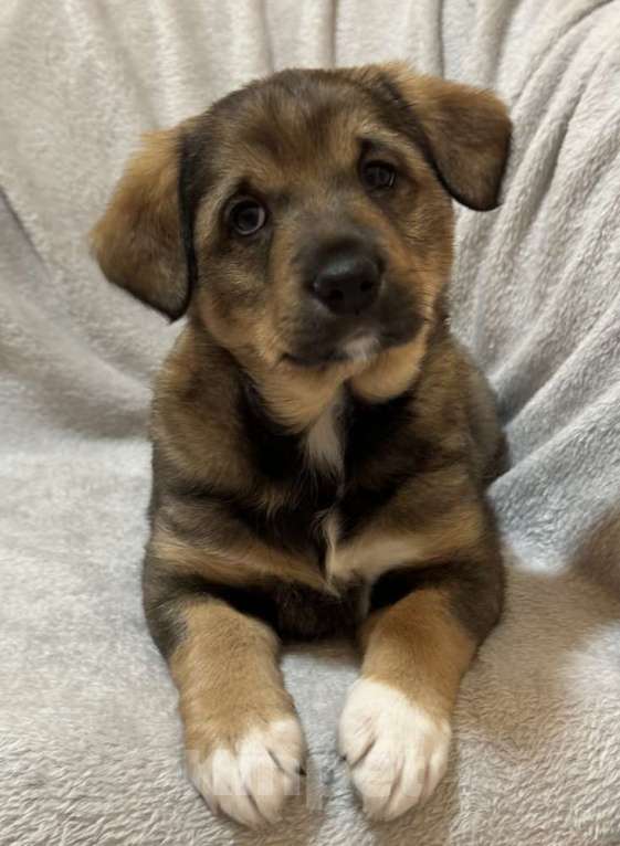 Собаки в Москве: Щенки от маленькой белой собачки в дар Девочка, 1 руб. - фото 9