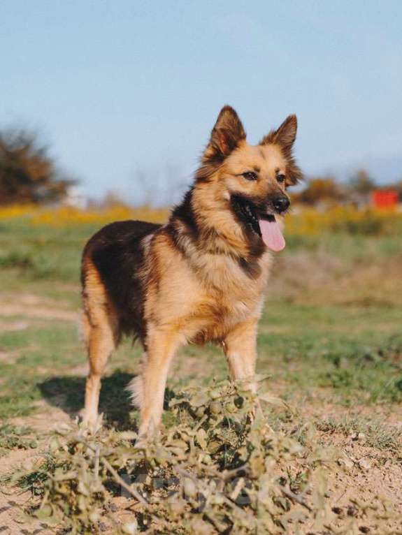 Собаки в Воронеже: Домашняя миниатюрная собачка Леди, идеальный компаньон ищет дом Девочка, 10 руб. - фото 7