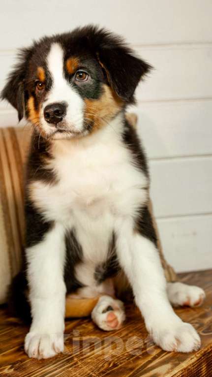 Собаки в других городах Московской области: Щенки Австралийской овчарки Девочка, 65 000 руб. - фото 5