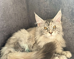 Кошки в Омске: Котята Мейн Кун с документами Мальчик, 35 000 руб. - фото 3