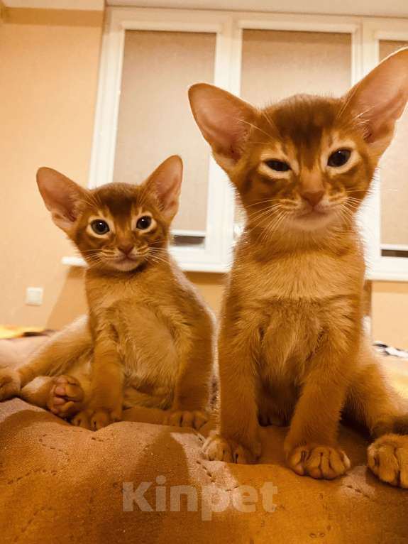 Кошки в Сочи: Абиссинский котенок соррель  Девочка, 60 000 руб. - фото 5