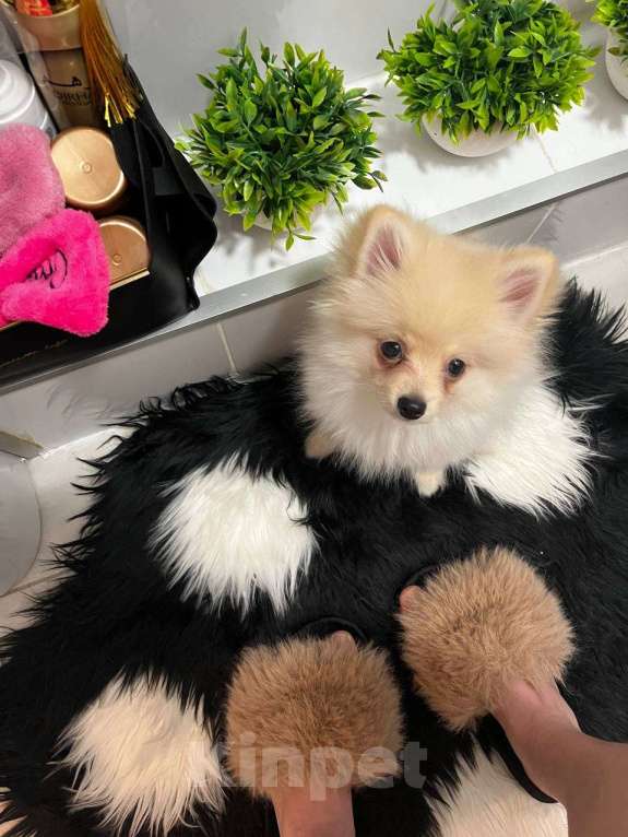 Собаки в Москве: Померанский шпиц Мальчик, 70 000 руб. - фото 3