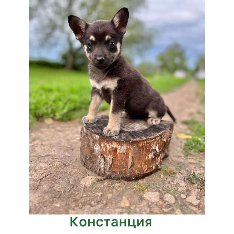 Собаки в Москве: Щенки от овчарки и хаски в добрые руки Мальчик, Бесплатно - фото 3