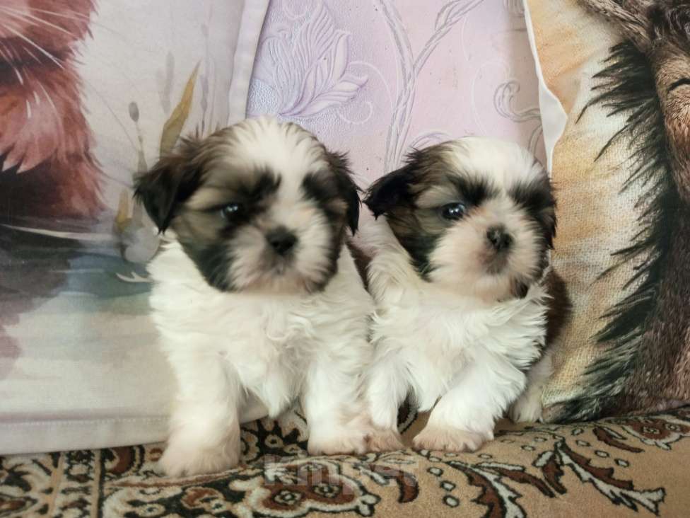 Собаки в Иркутске: ши-тцу Мальчик, 40 руб. - фото 2