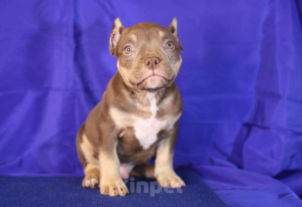 Собаки в Санкт-Петербурге: Щенки американ булли шоколадный триколор Мальчик, 70 000 руб. - фото 2