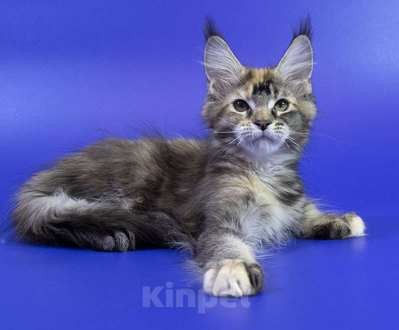Кошки в Москве: Котенок мейн кун Девочка, Бесплатно - фото 5