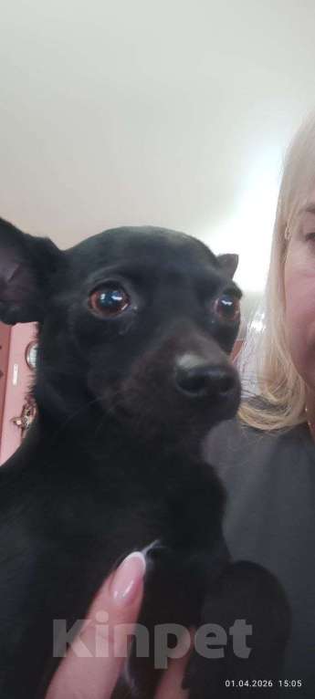 Собаки в Москве: Пиксель ищет дом Мальчик, Бесплатно - фото 2