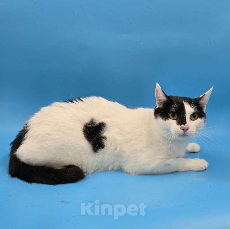 Кошки в Москве: кот Пуля ищет дом Мальчик, Бесплатно - фото 5