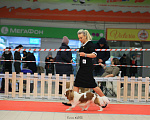 Собаки в Новосибирске: Предлагаю для вязки Мальчик, 40 000 руб. - фото 2