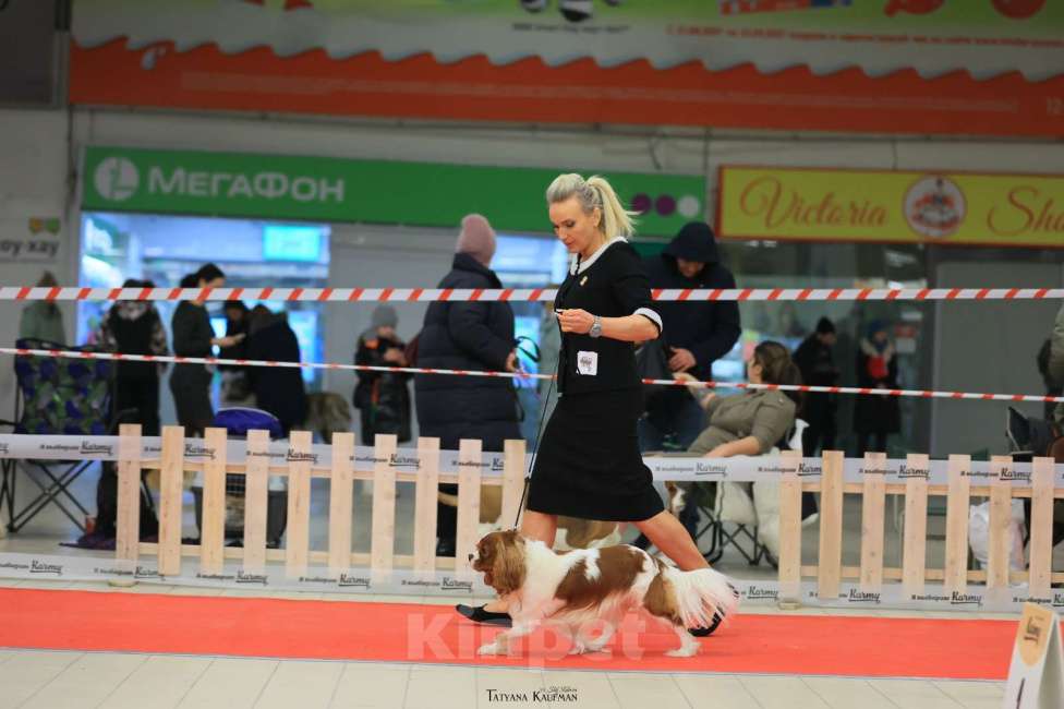 Собаки в Новосибирске: Предлагаю для вязки Мальчик, 40 000 руб. - фото 2